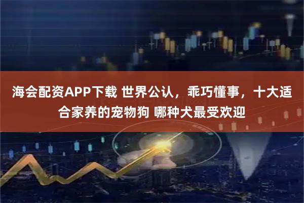 海会配资APP下载 世界公认，乖巧懂事，十大适合家养的宠物狗 哪种犬最受欢迎