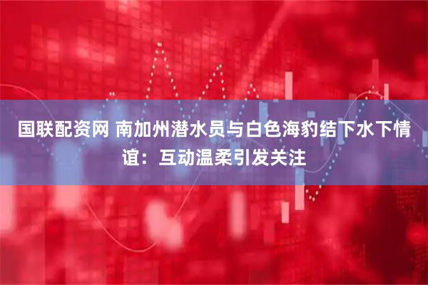 国联配资网 南加州潜水员与白色海豹结下水下情谊：互动温柔引发关注